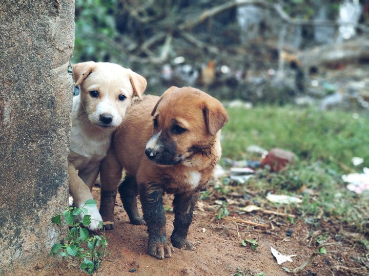Puppies