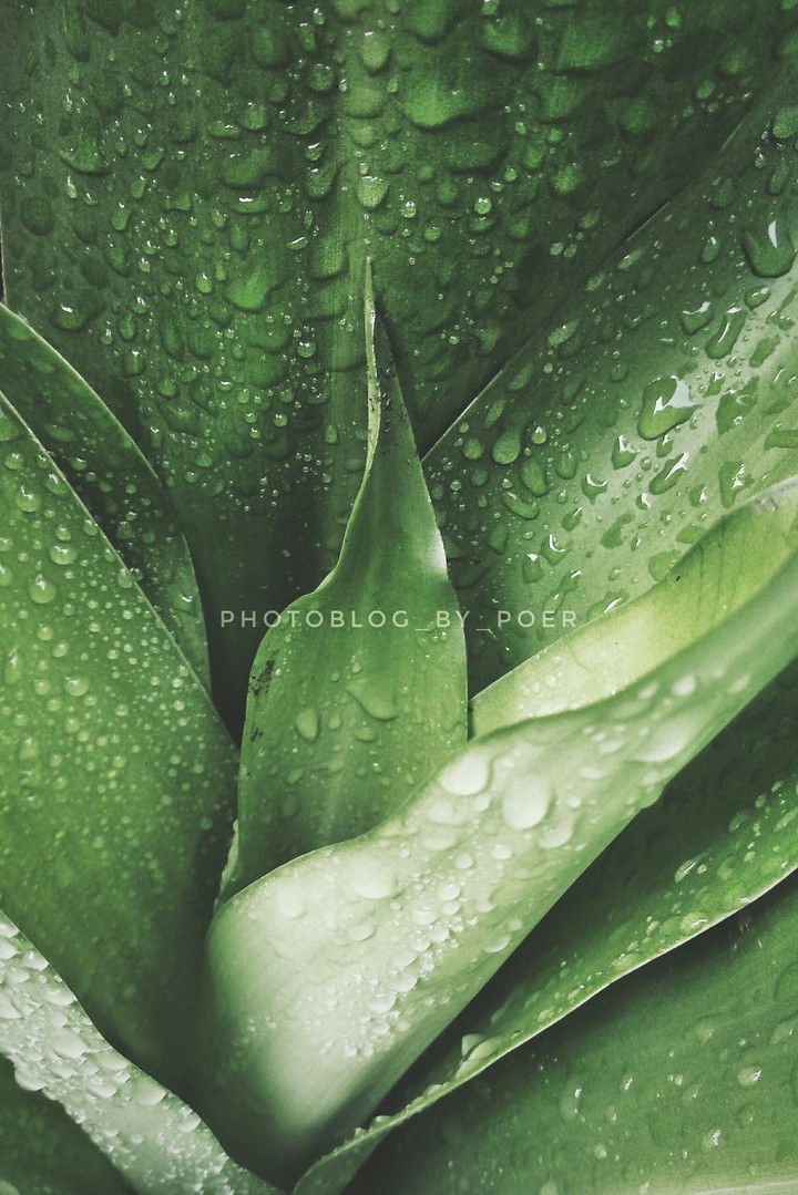 After the Rain