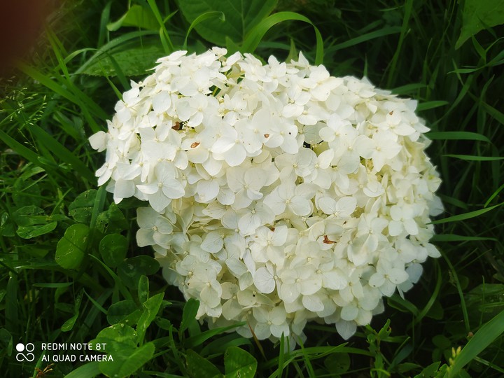 Hydrangea