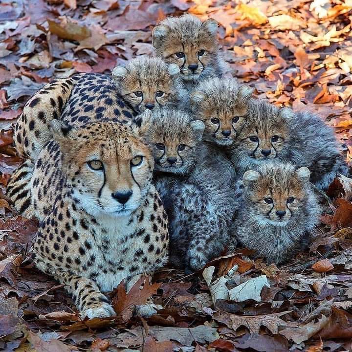 mom love