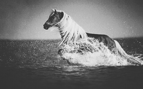 horse in the sea