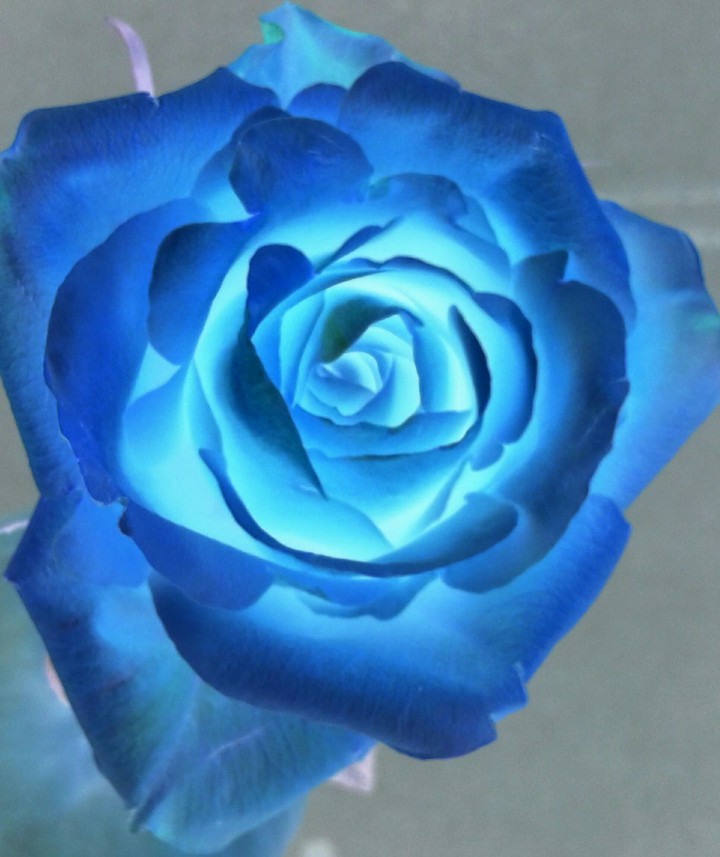 Negative Rose