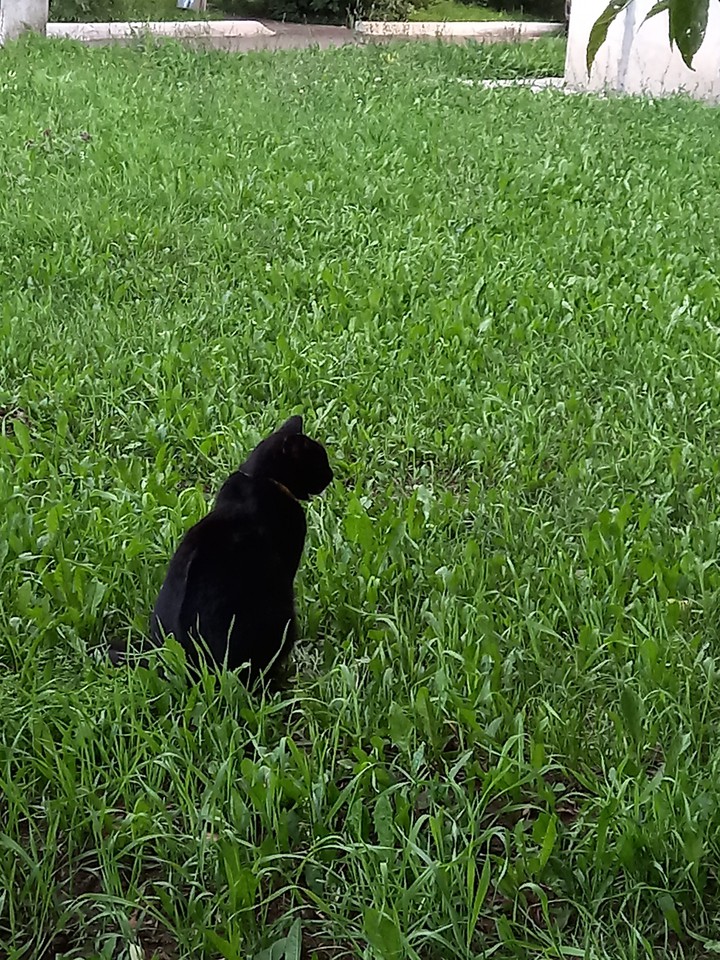 кот