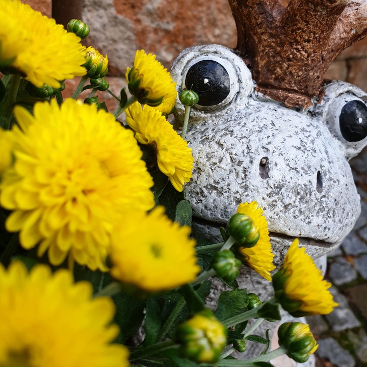 Froschkönig