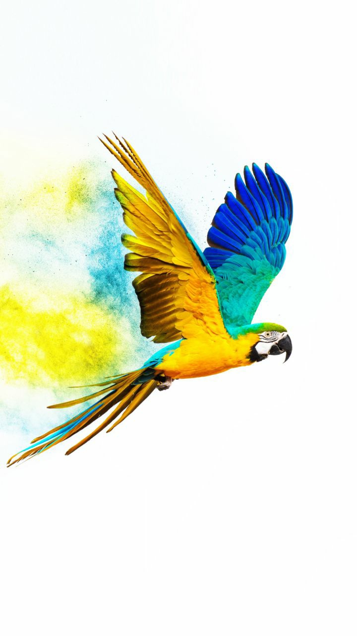 parrot