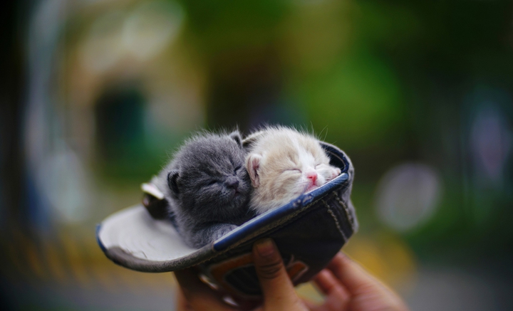 cat