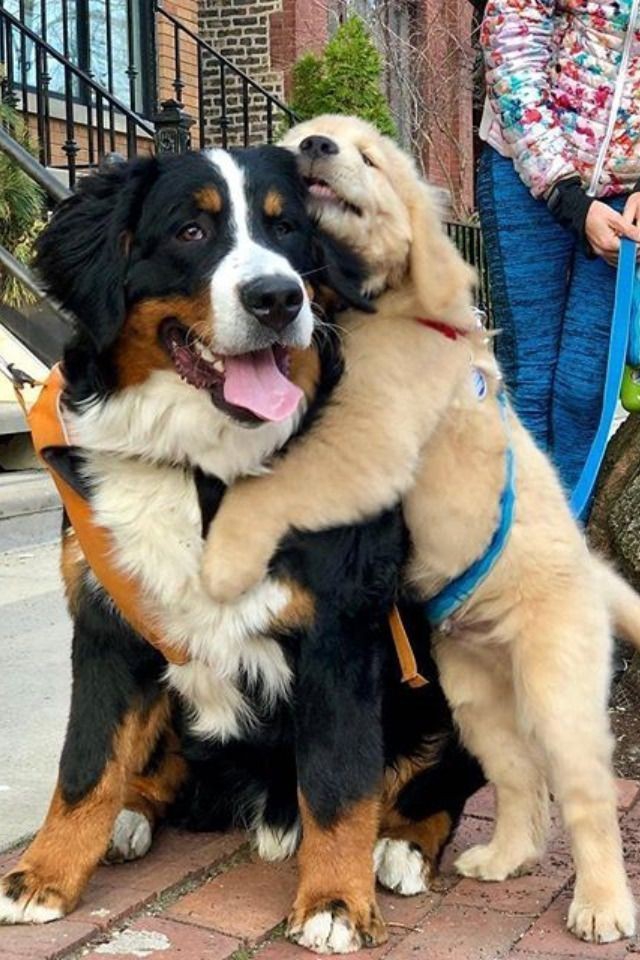 Adorable Animals