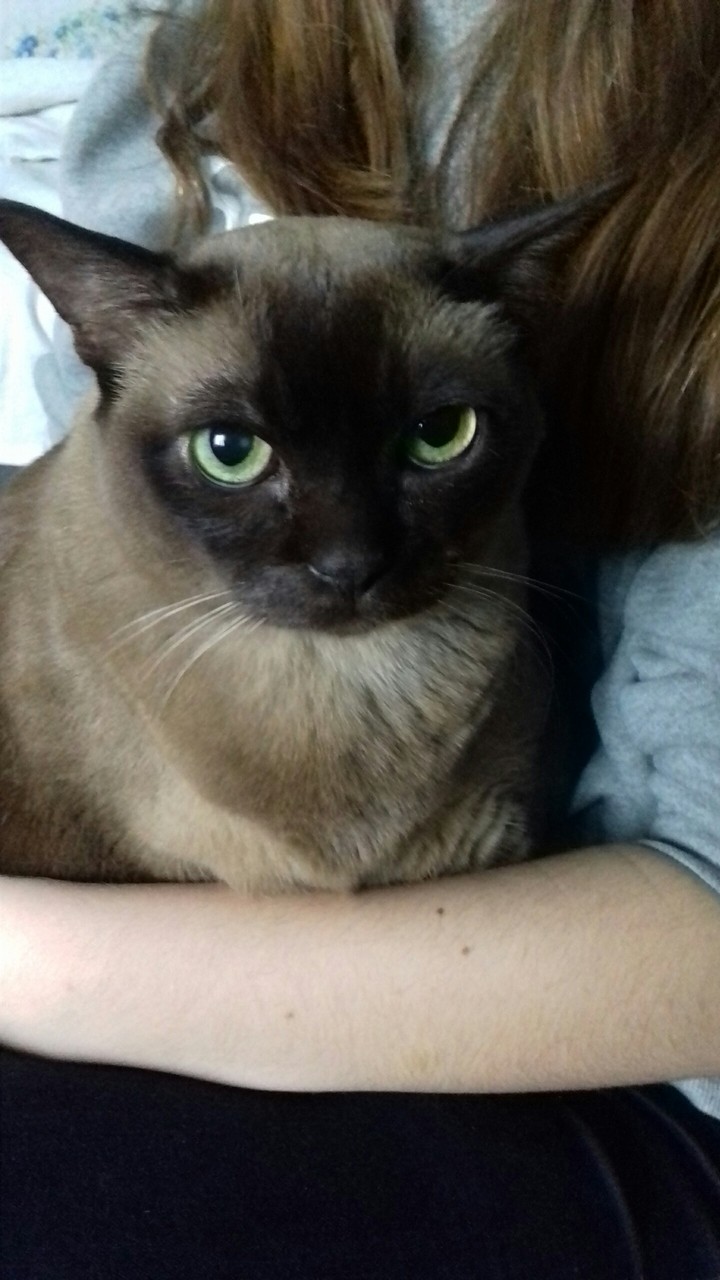 My Cat