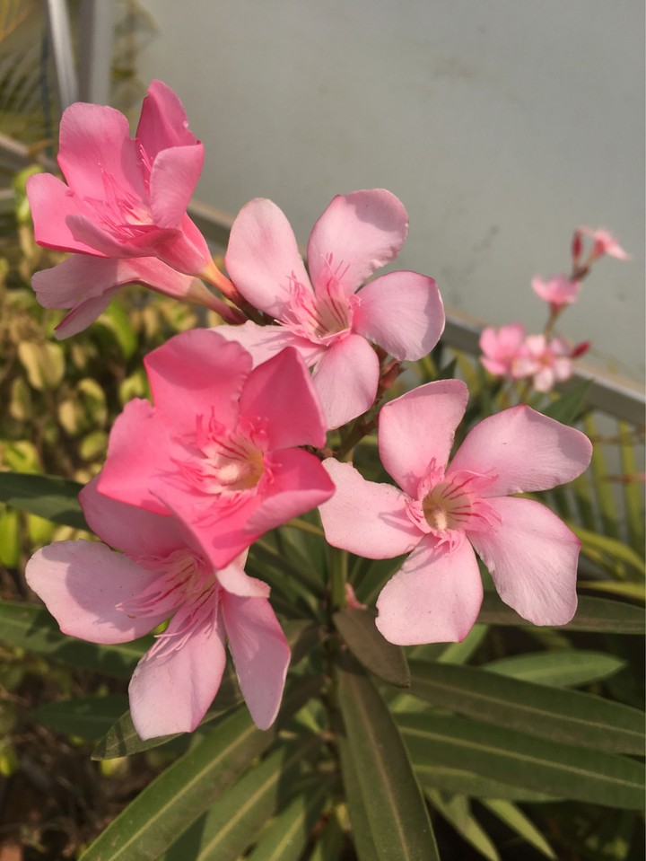 Beautiful Pink