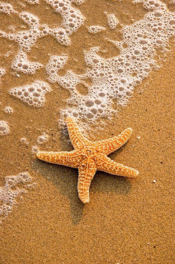 Starfish