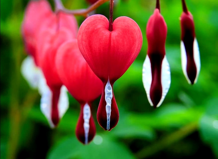 heart
