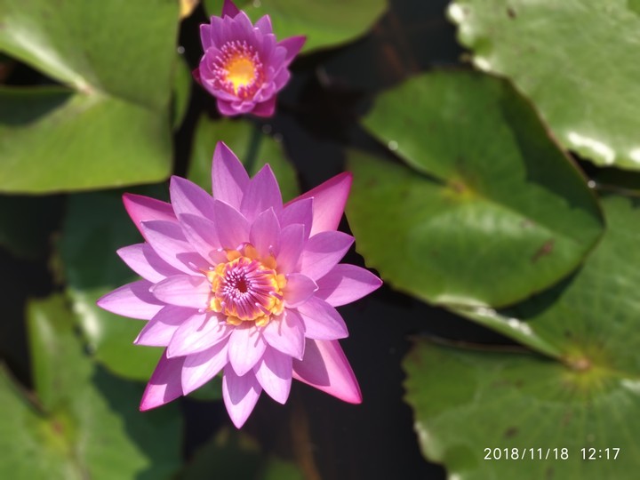 Lotus