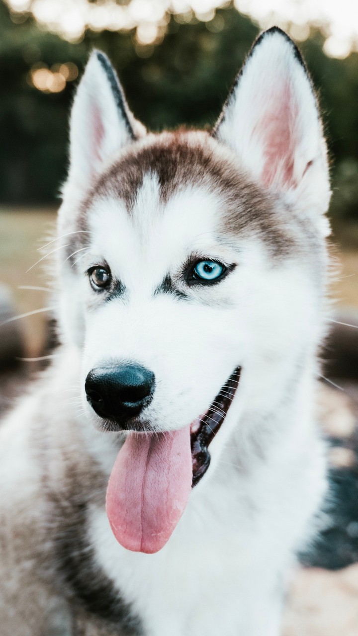 Hasky Wolf