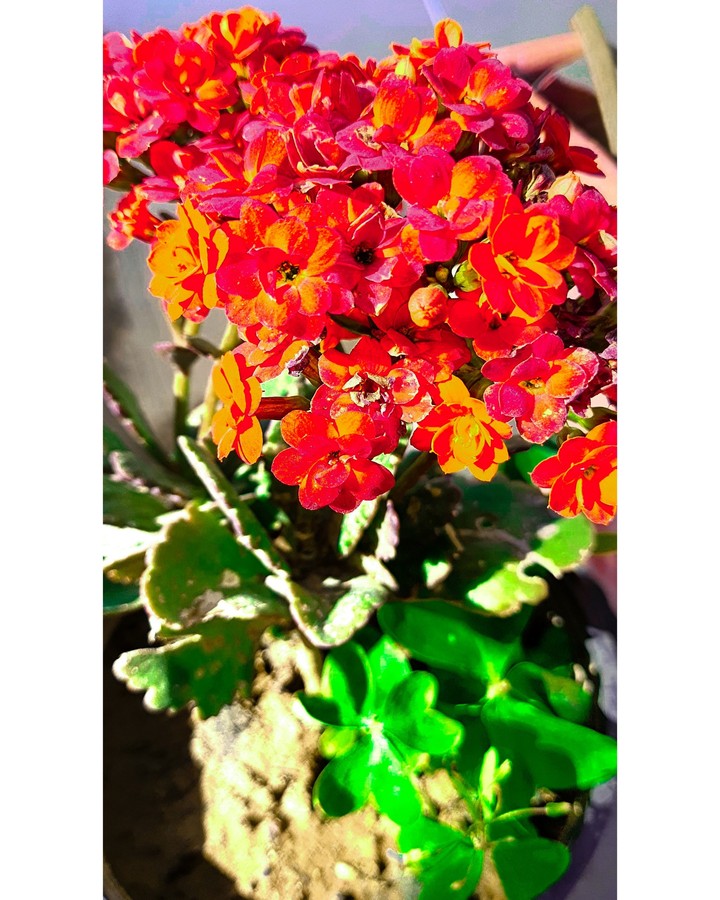 ? flower