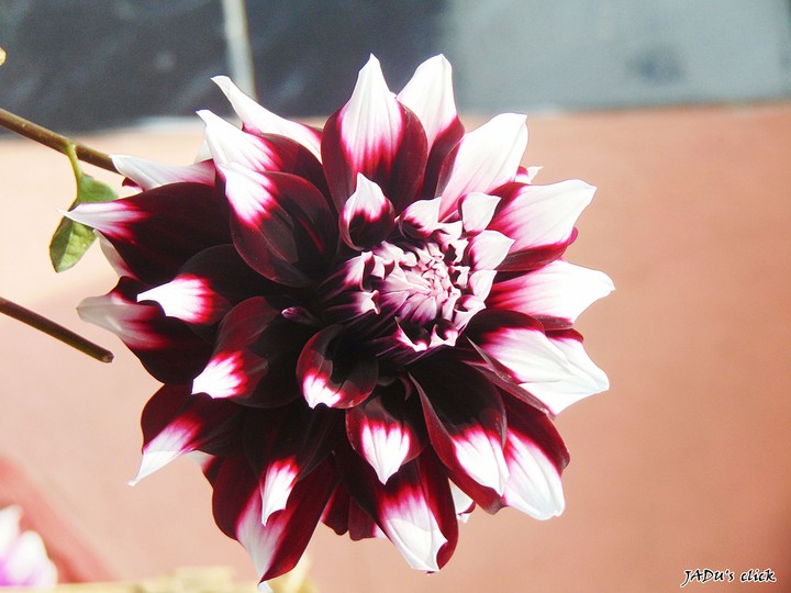 sweet Dahlia
