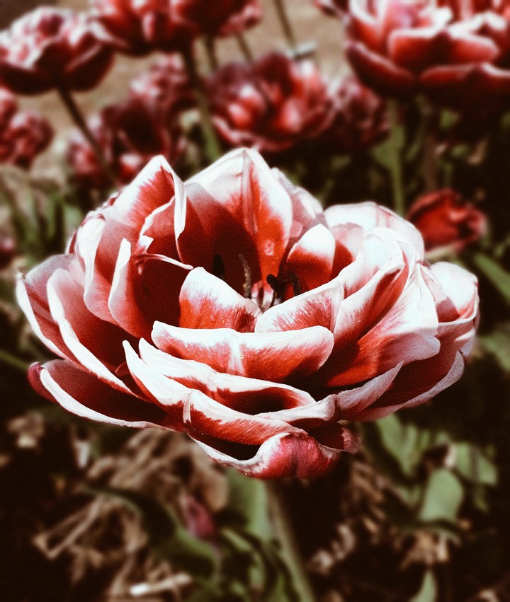 red