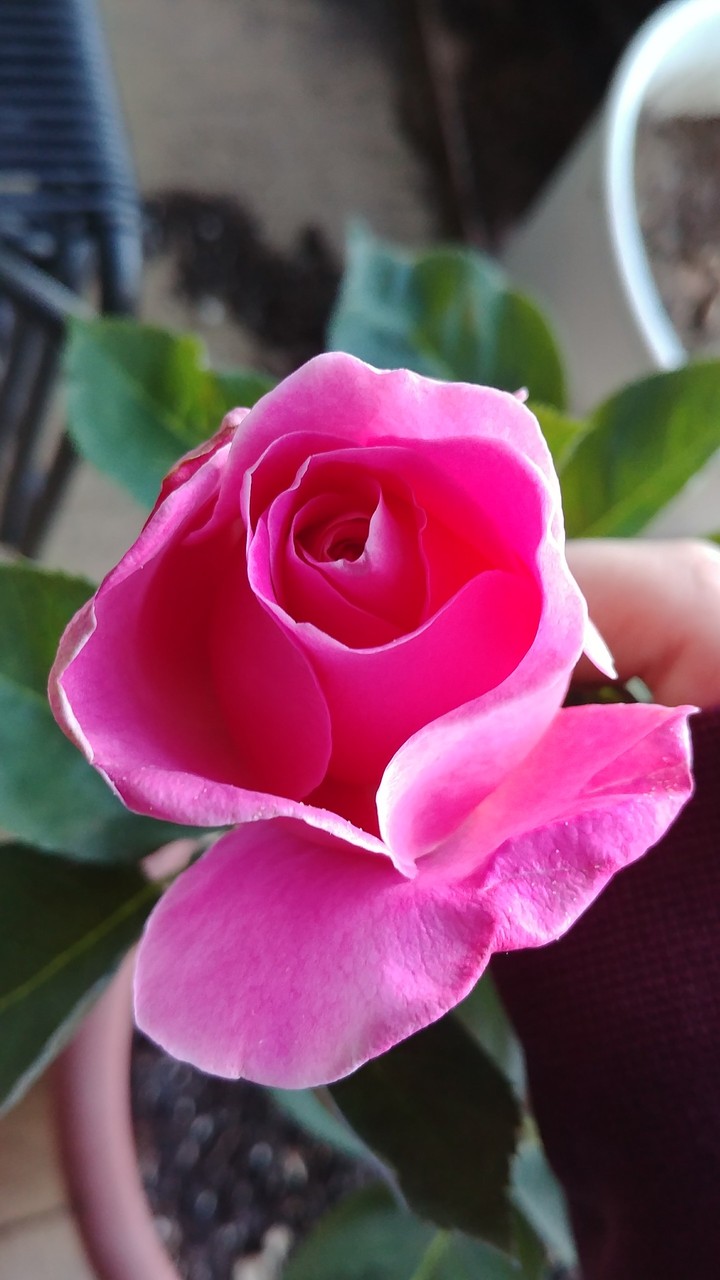Rose
