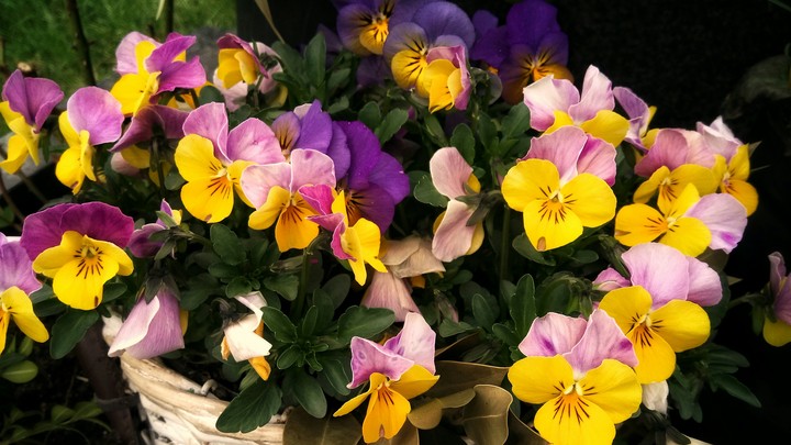 Viola