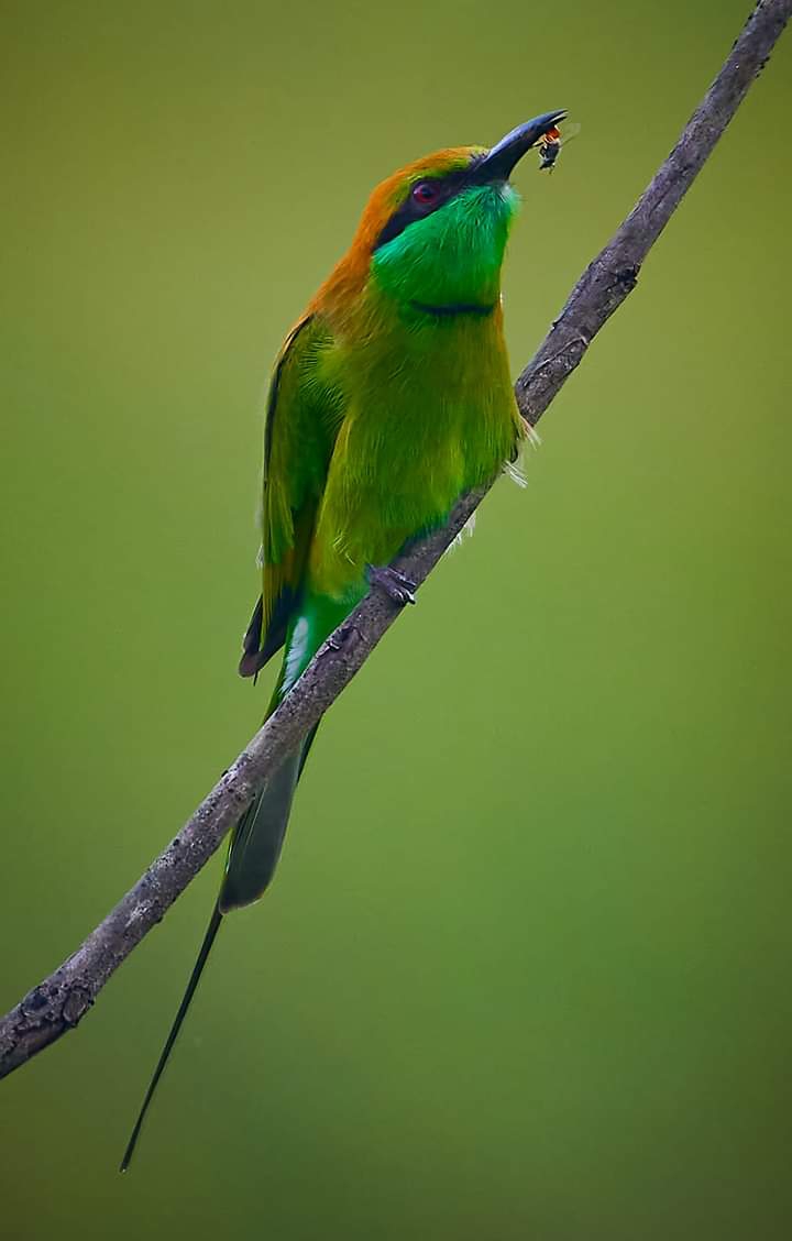 Green bird