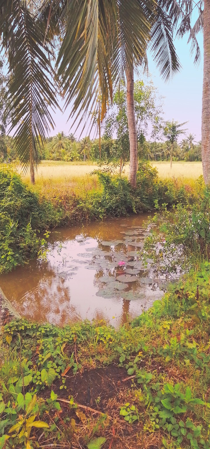 miền tây.