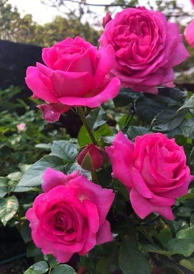 rose