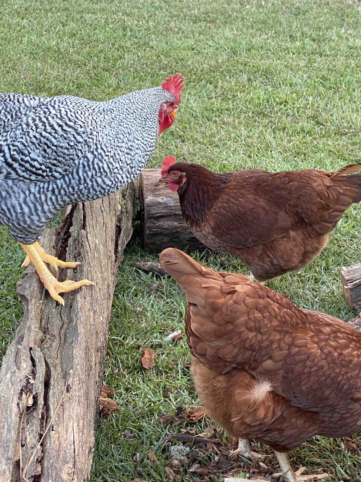 meeting in the barn yard