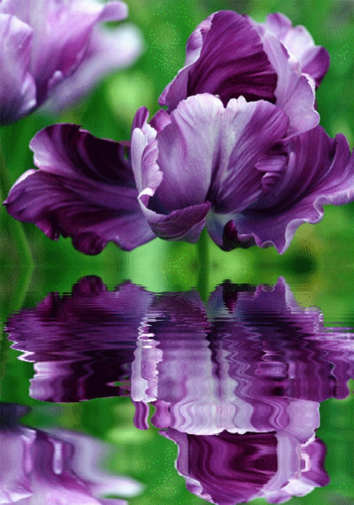 Violet flower