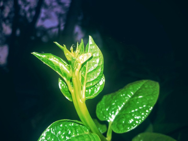 plant