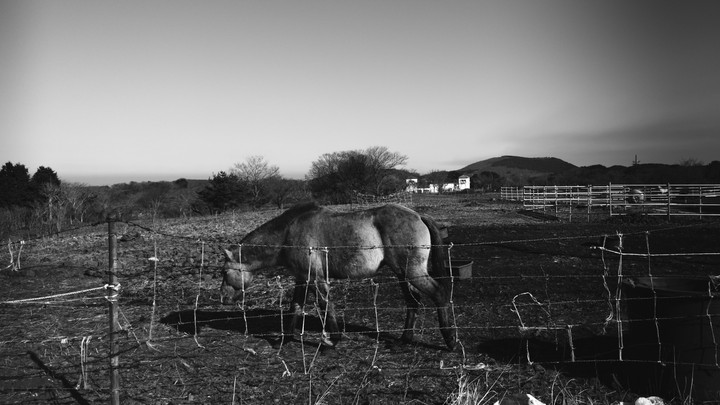 horse