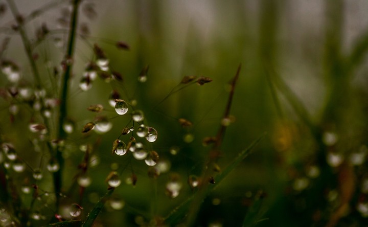 dew drops