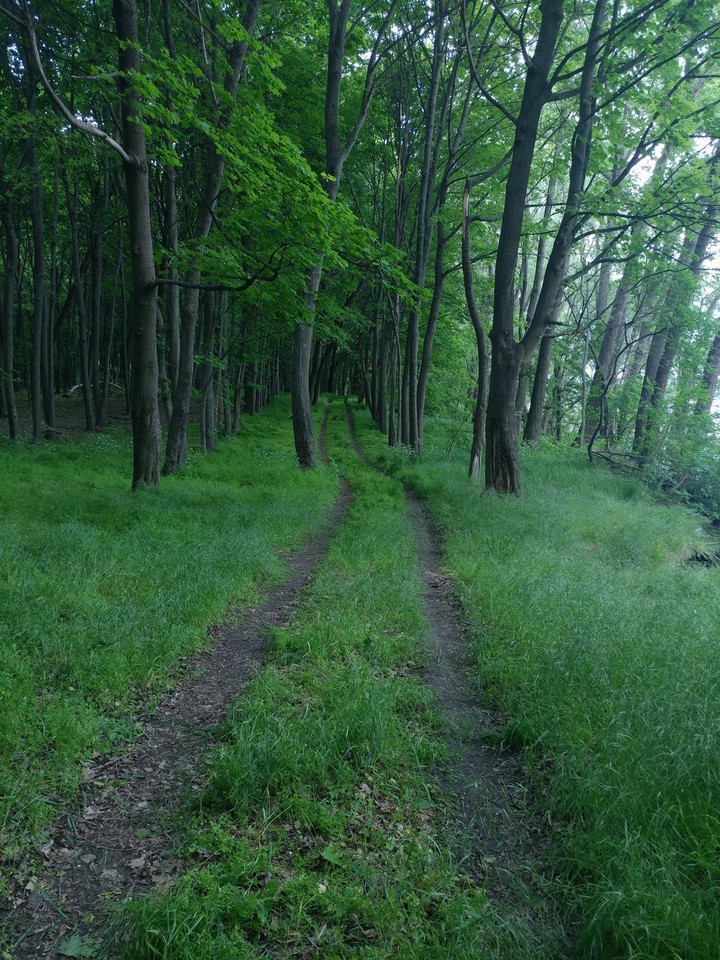 the road in the forest