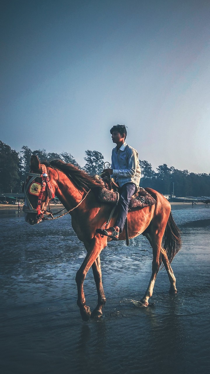 horses on beach