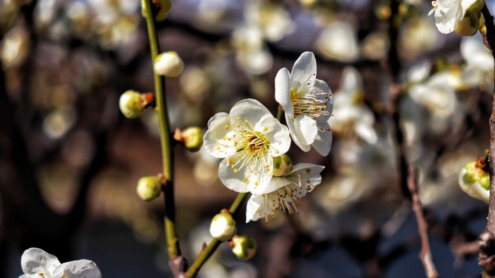 flowers