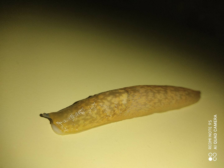 sal
