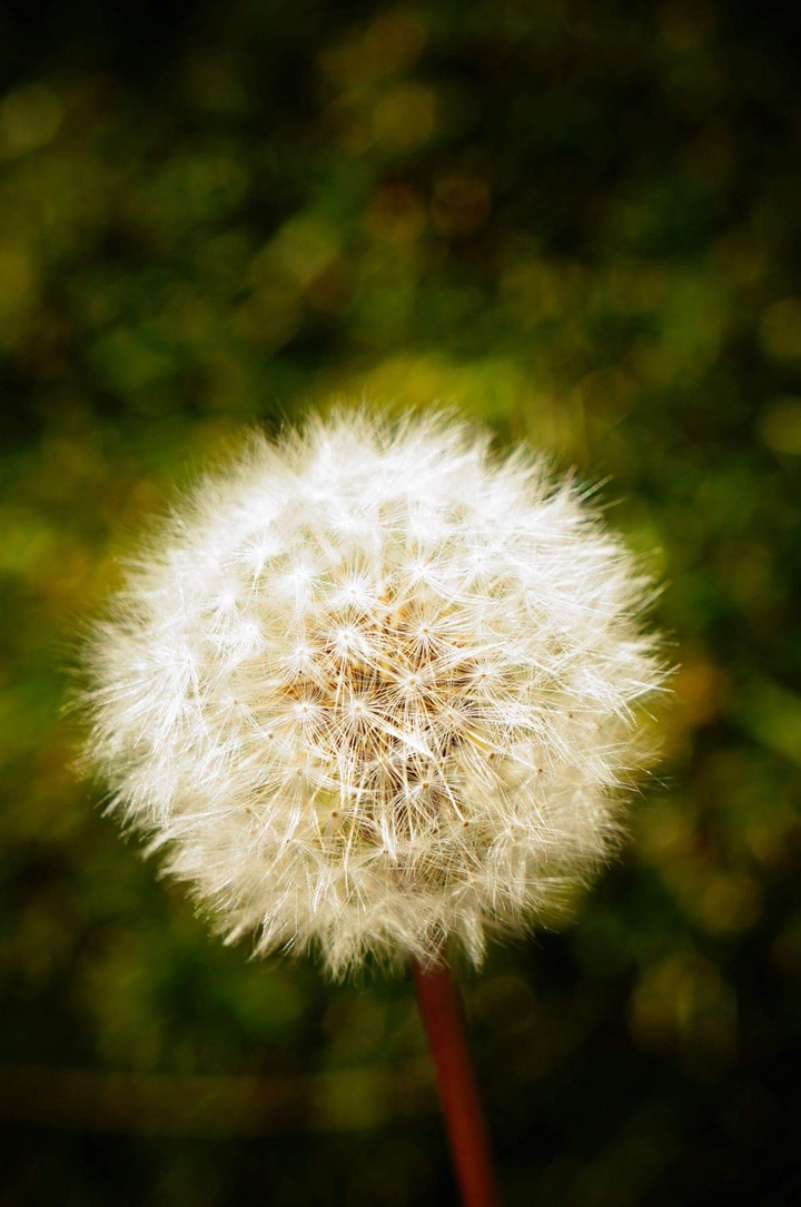 Autumn Dandelion