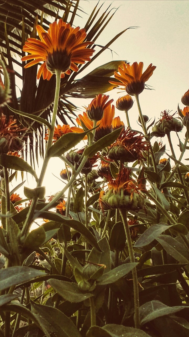 Sunflowers