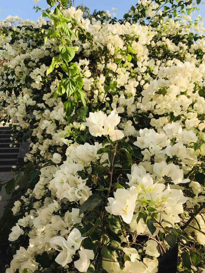 blooms
