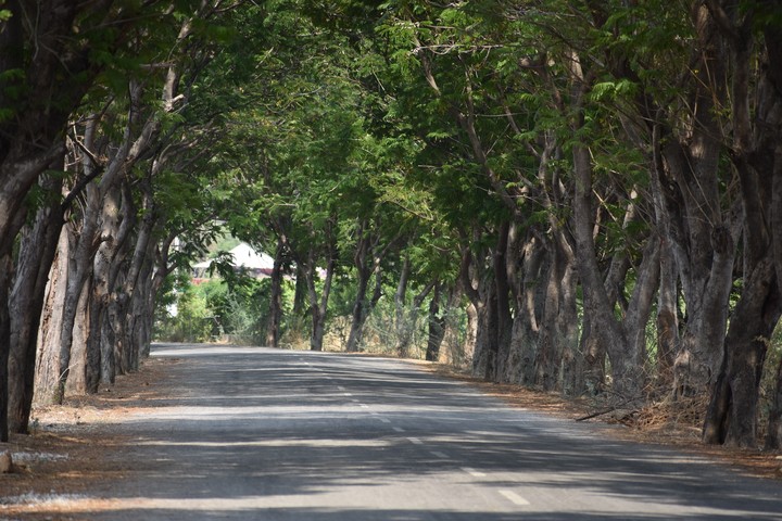 Trees