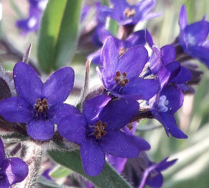 Flowers