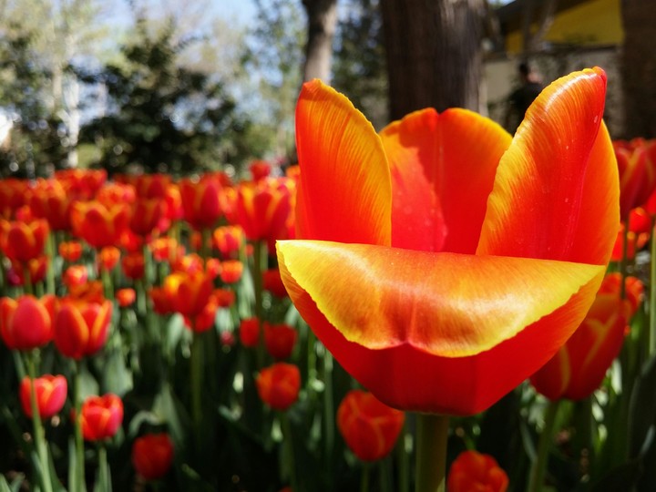 flower