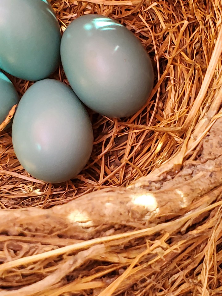 baby birds