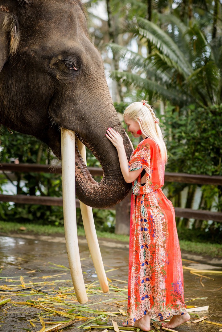 elephant pic