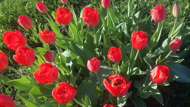 springtime
