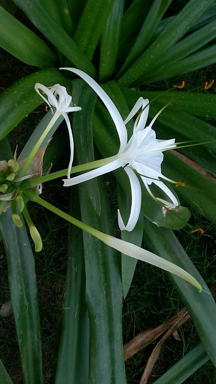 white flower
