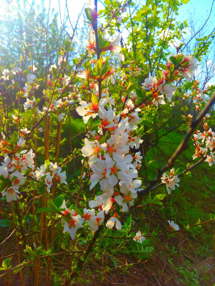 Floret