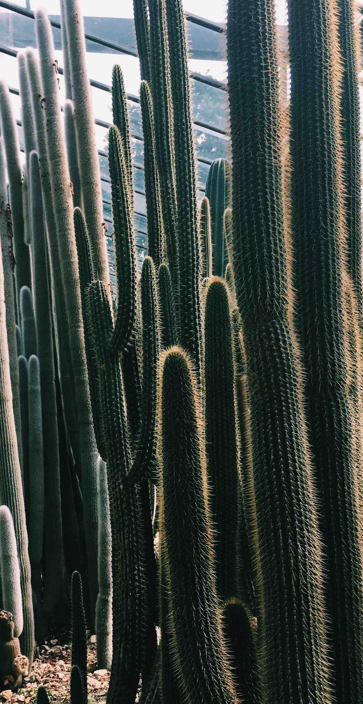 cactus