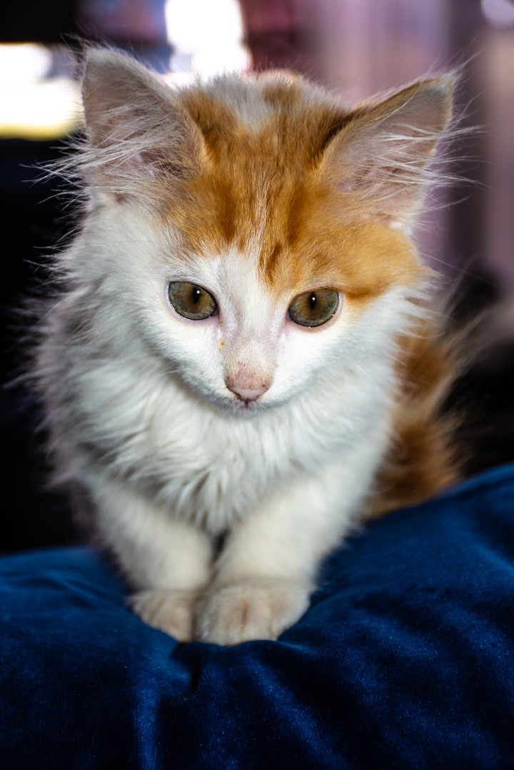 kitten princess