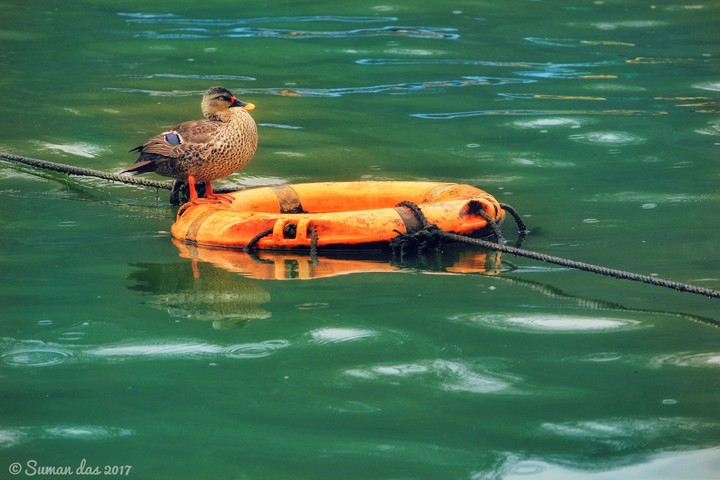 Lone duck