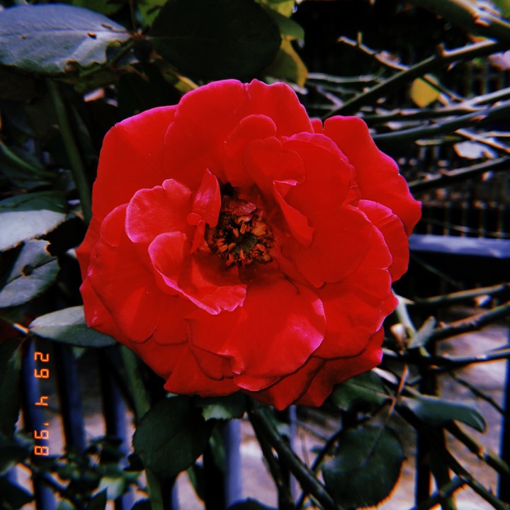 rose