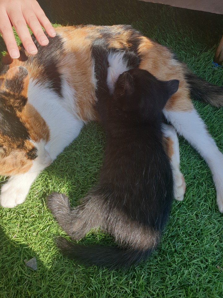 kitty!!!!